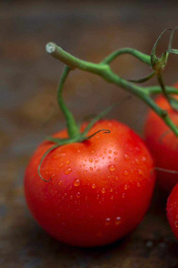 Rispentomate mit Wassertropfen, Close Up