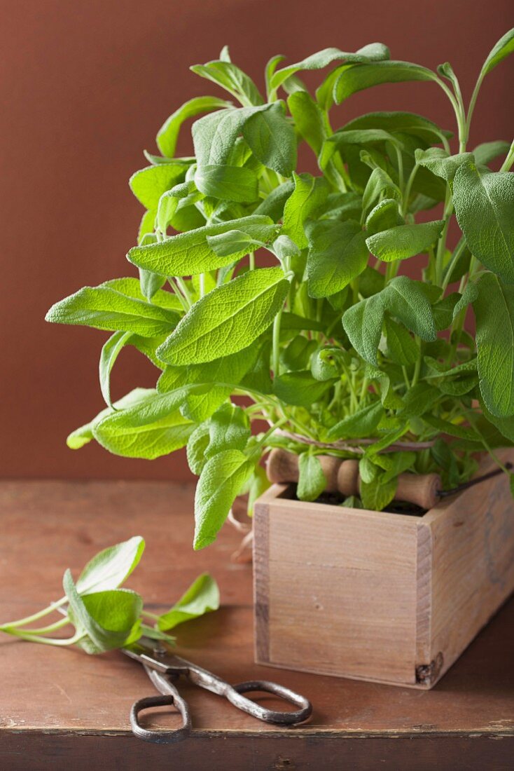 Fresh sage in a wooden crate