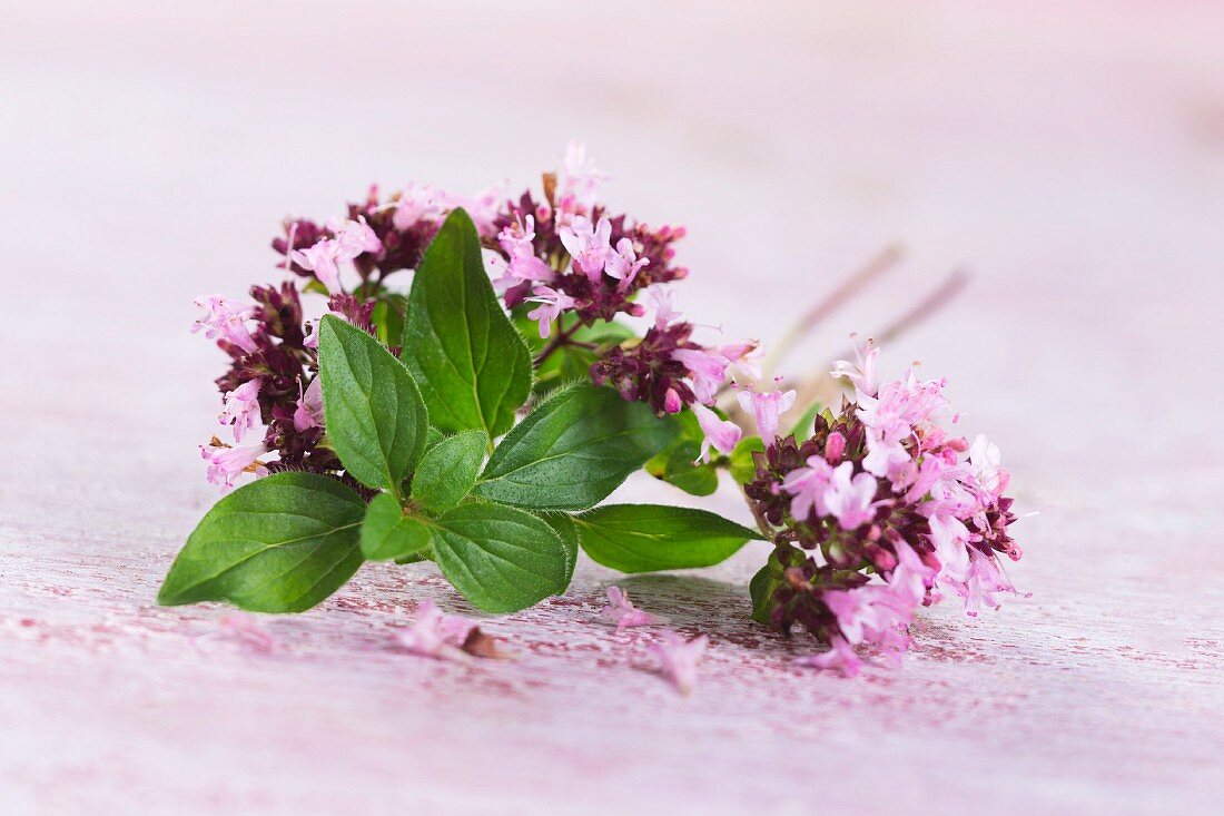 Oregano leaves and flowers