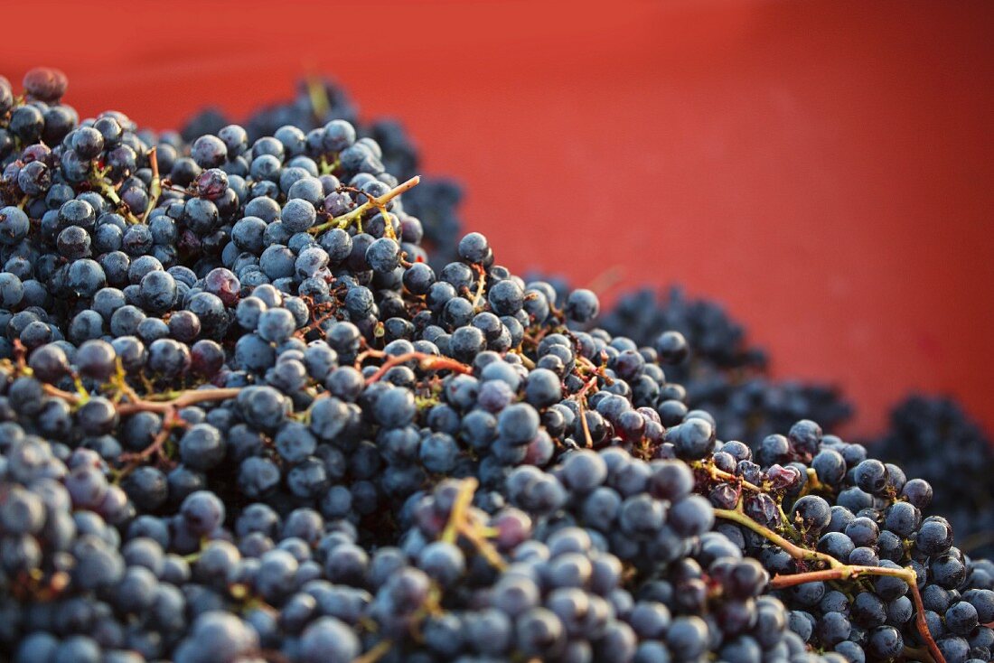 Viele Rotweintrauben nach der Weinlese in einem Behälter