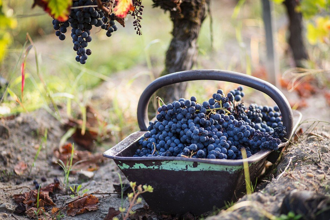 Harvested grapes in an autumnal vineyard