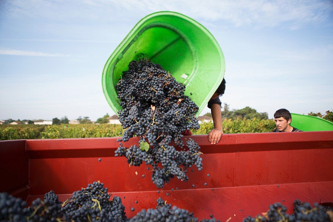 Red wine grapes being tipped into a container after harvested