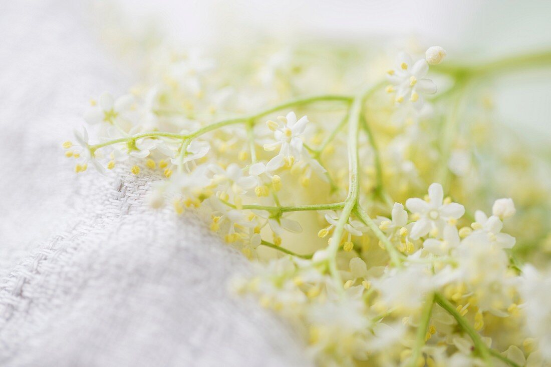 Elderflowers on a white cloth