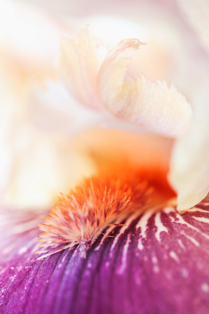 Orchidee (Detail vom Blütenkelch)