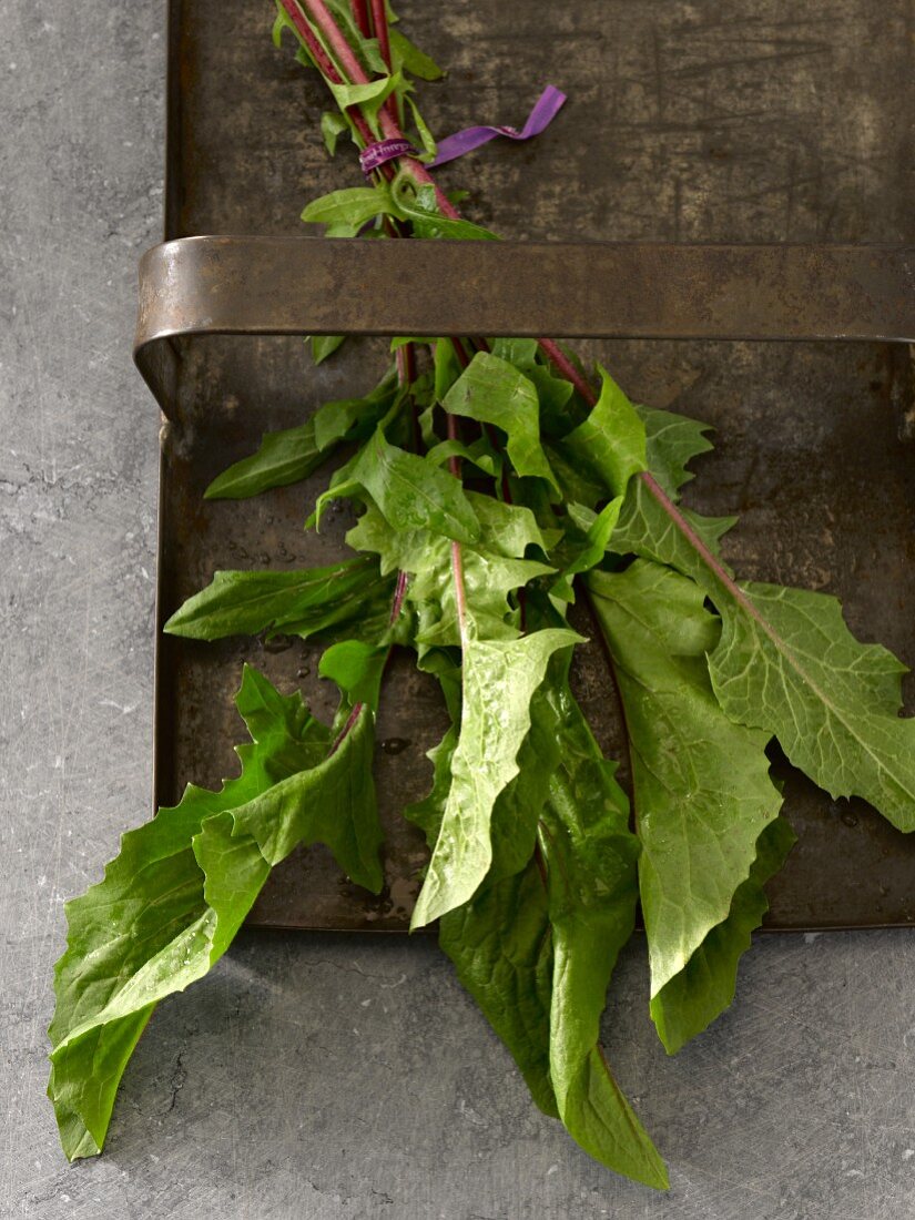 A bunche of fresh red dandelion leaves on a metal tray