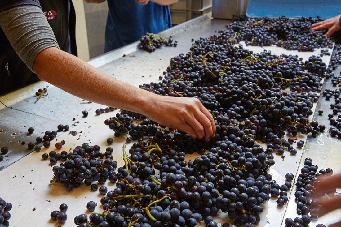 Pinot Noir Trauben werden sortiert in der Domaine Tissot, Montigny-les-Arsures, Jura, Frankreich