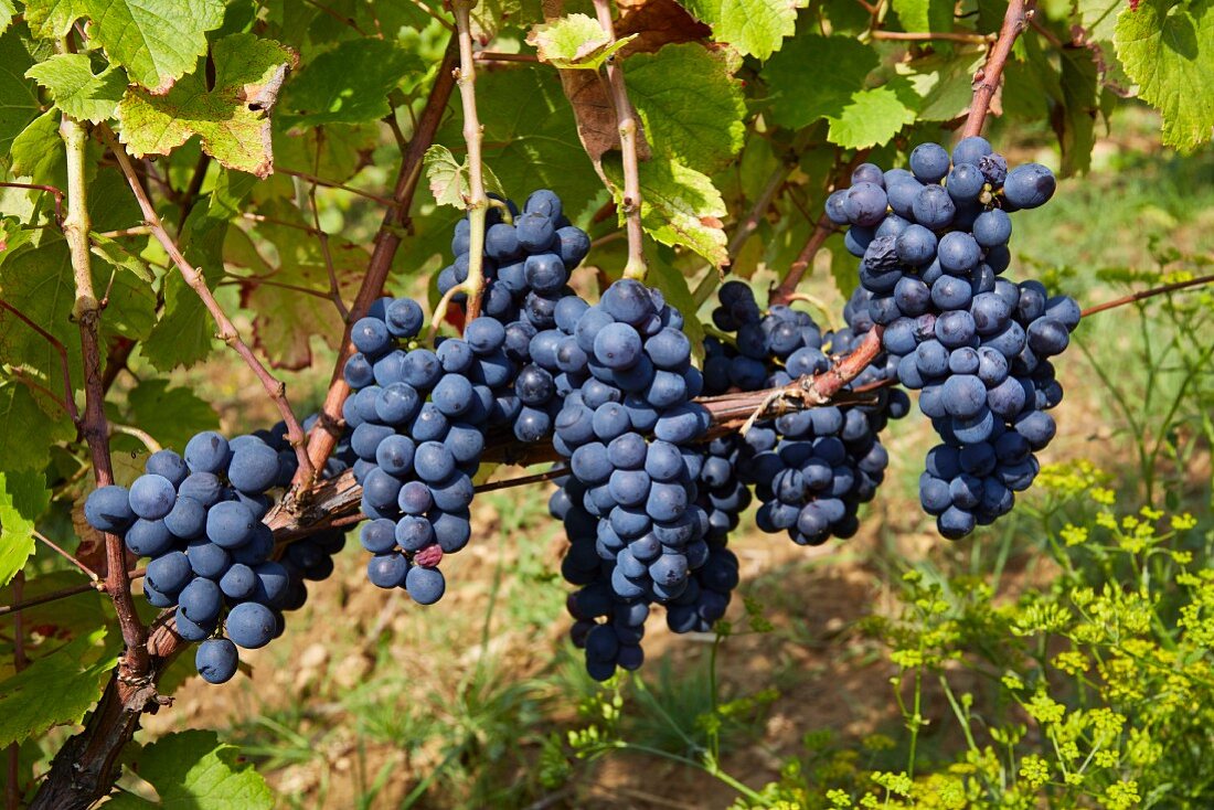 Trousseau Trauben im Weinberg der Domaine Andre et Mireille Tissot, Arbois, Jura, Frankreich