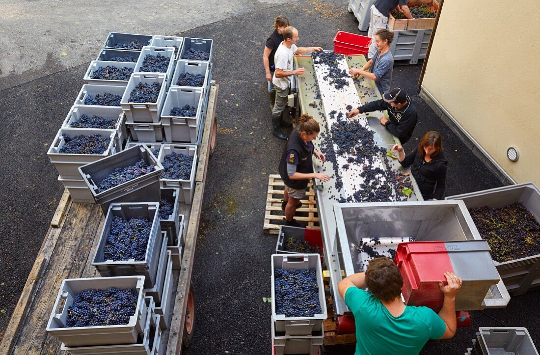Trousseau Trauben nach der Weinlese sortieren in der Domaine Andre et Mireille Tissot, Montigny-les-Arsures, Jura, Frankreich