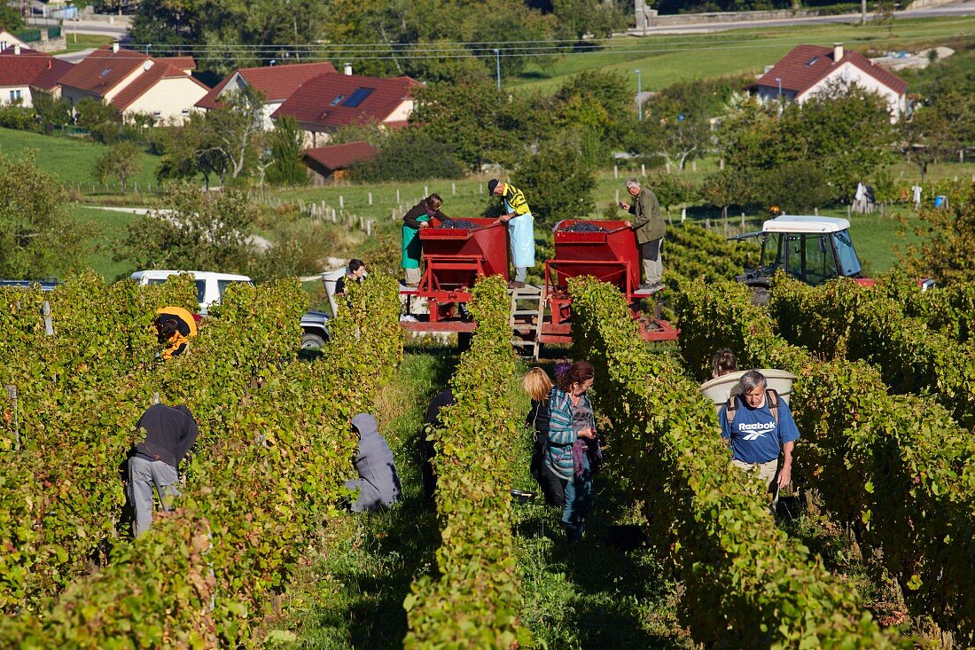 Weinlese von Trousseau Trauben im Weinberg von Domaine Daniel Dugois, Les Arsures, Jura, Frankreich