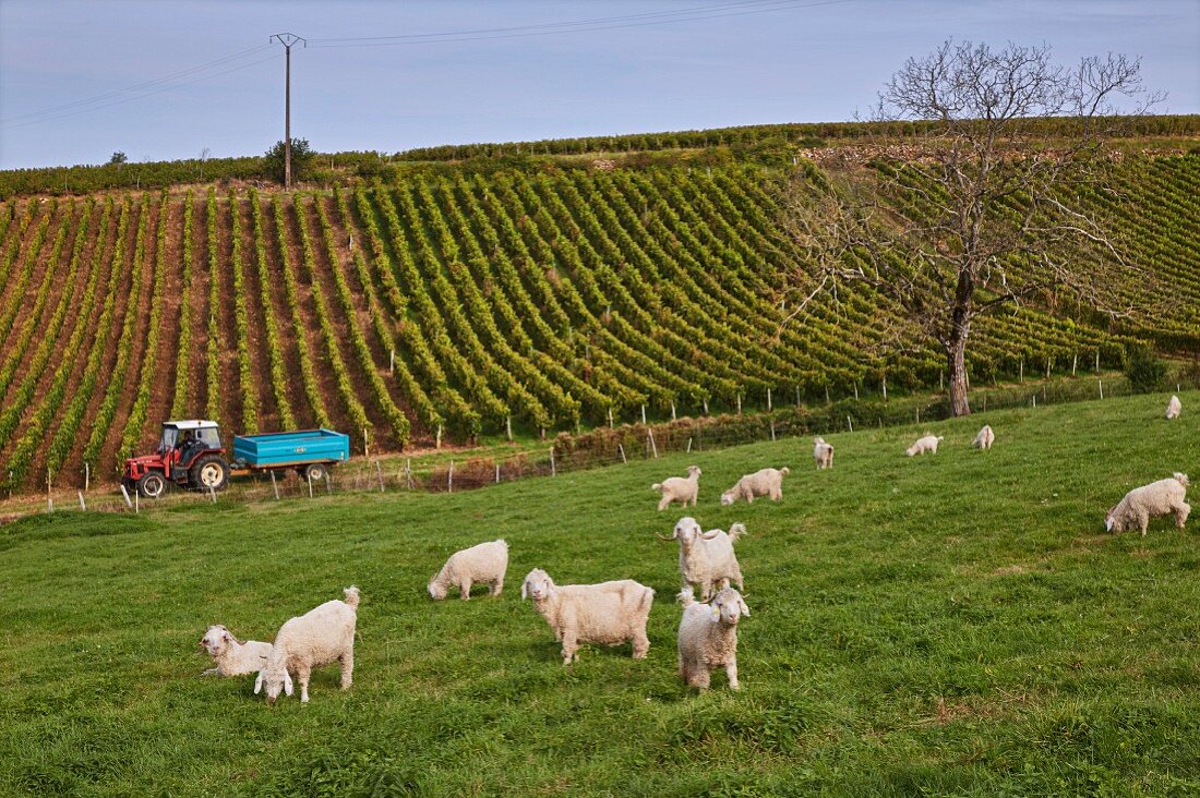 Schafe auf dem Gebiet der Weinberge in Montigny-les-Arsures, Jura, Frankreich