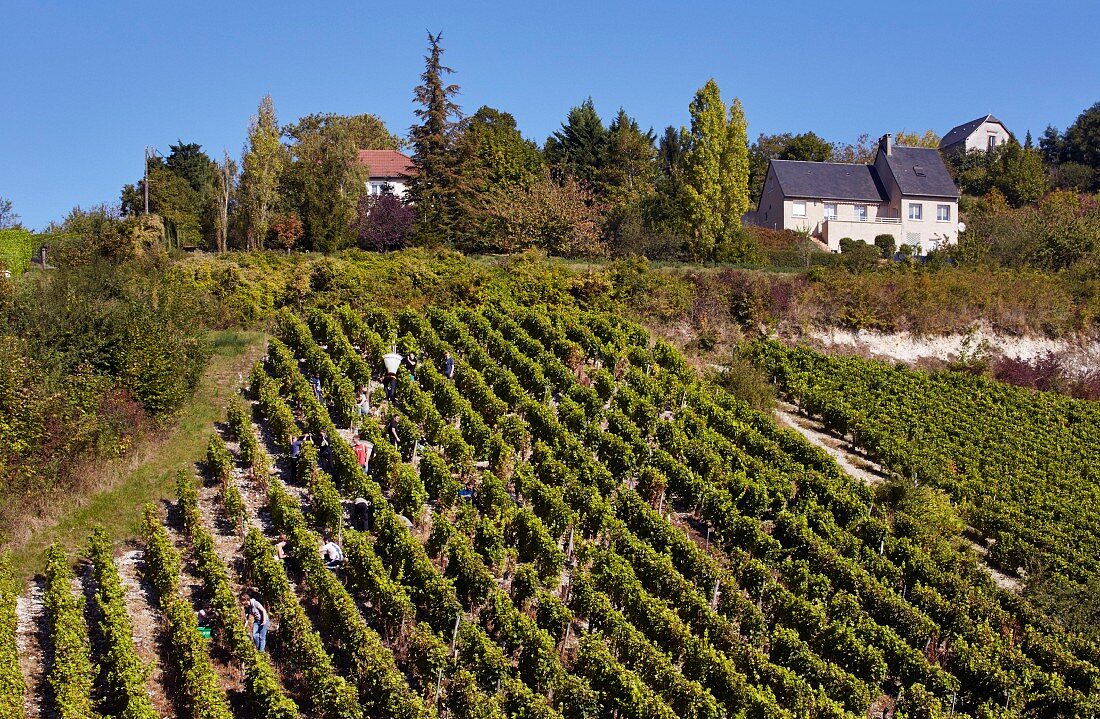 Weinlese von Sauvignon Blanc Trauben im steilen Weinberg von Sancerre (Cher, Frankreich)