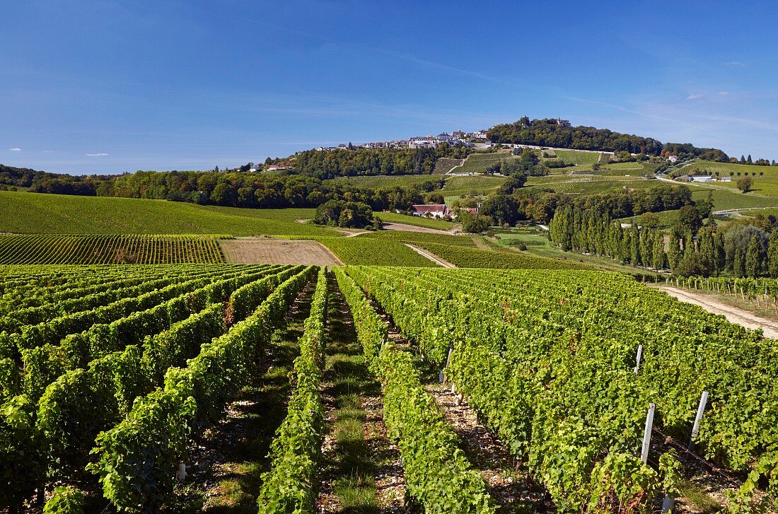 Weinberge vor den Hügeln der Stadt Sancerre (Cher, Frankreich)