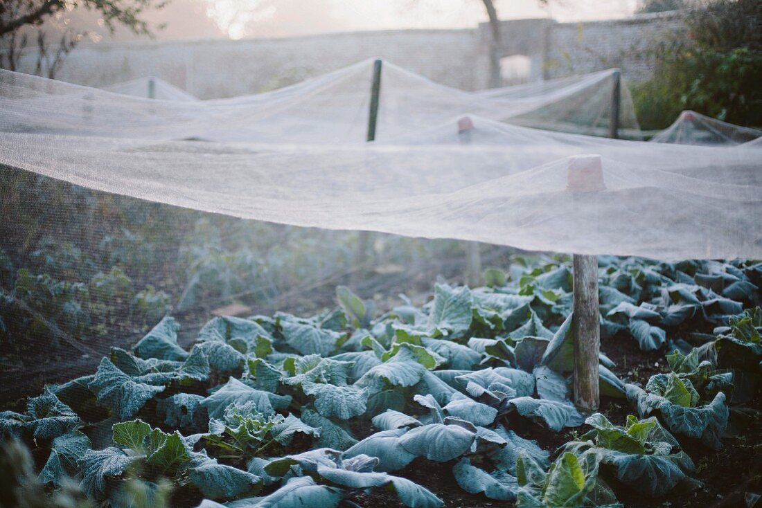 Nets covering plants in walled kitchen garden on misty morning