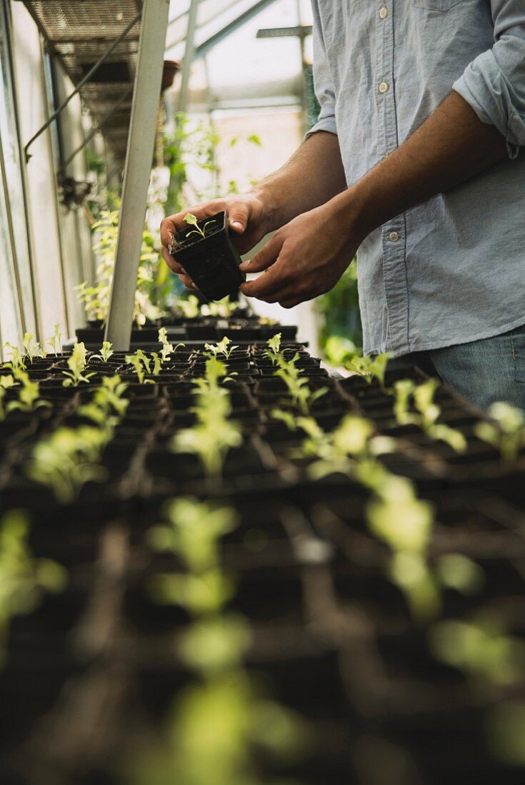 A gardener working in greenhouse