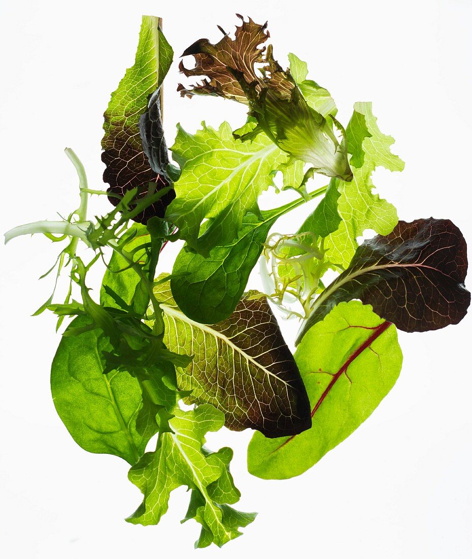 Back lit lettuce leaves