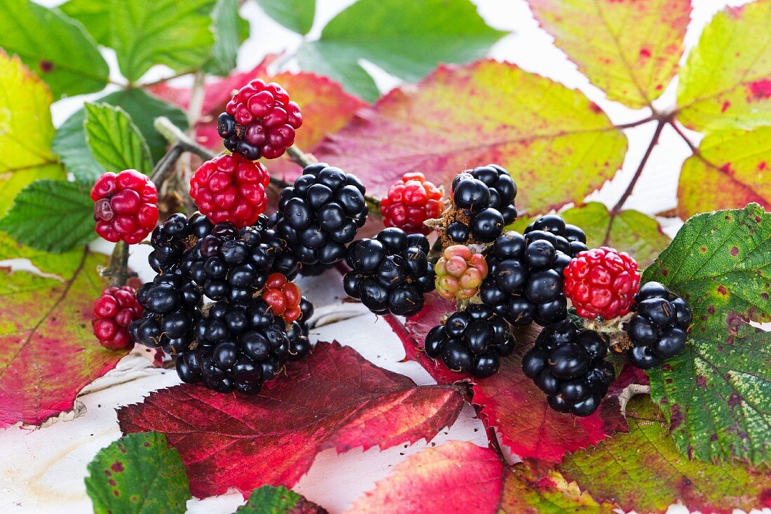 Blackberries with autumnal leaves