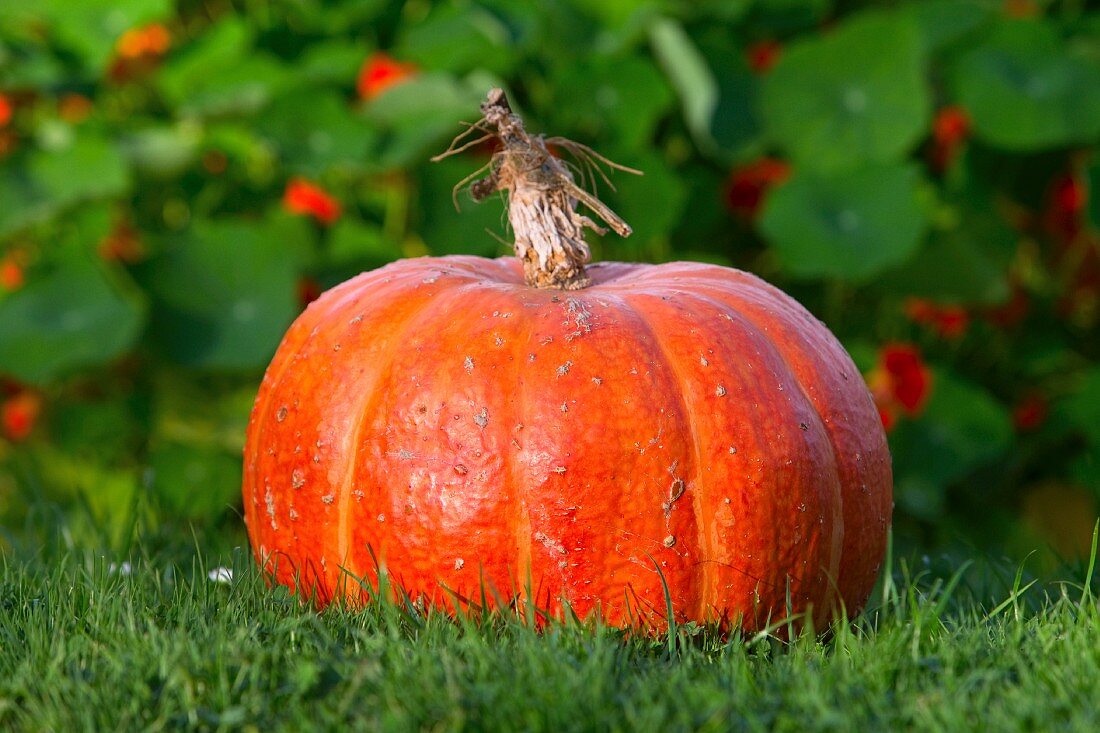 A pumpkin in a field