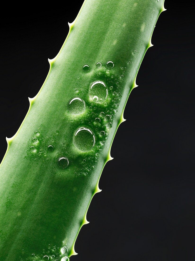 Aloe Vera, Trieb mit Wassertropfen