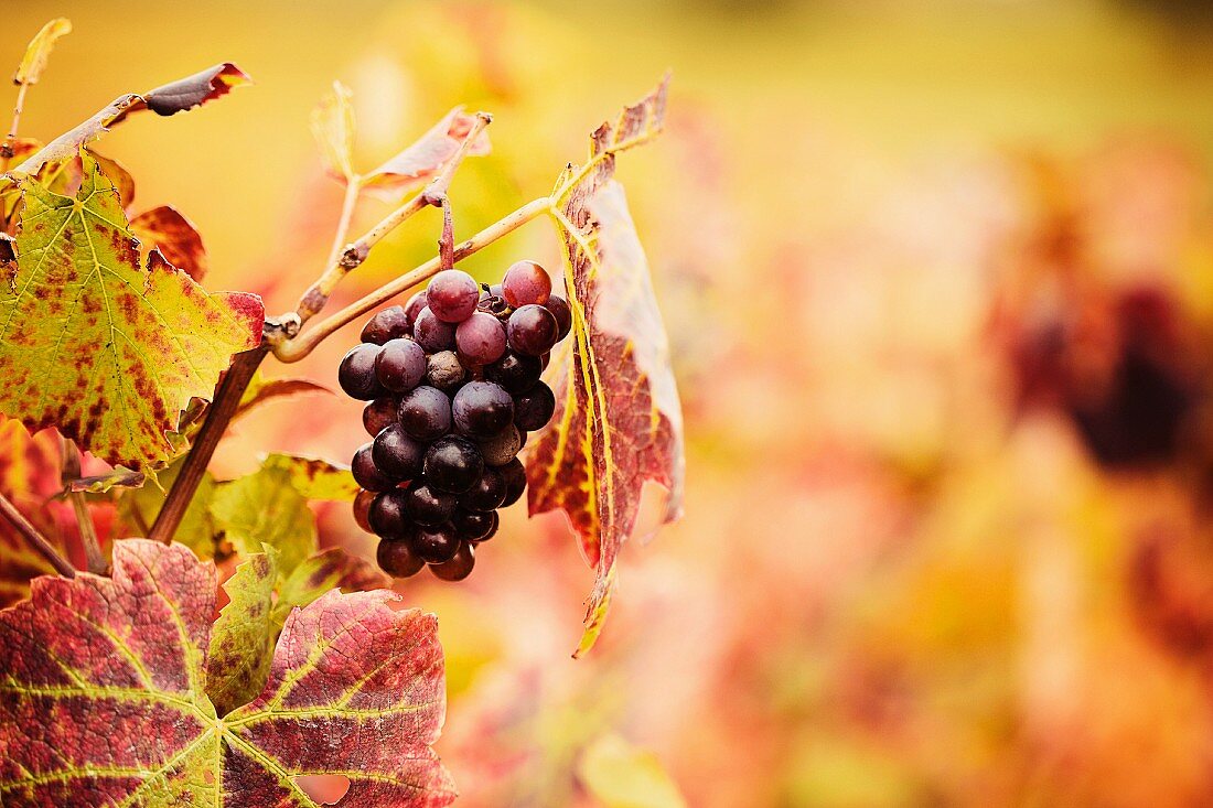 Rotweintrauben am Rebstock im Herbst (Frankreich)