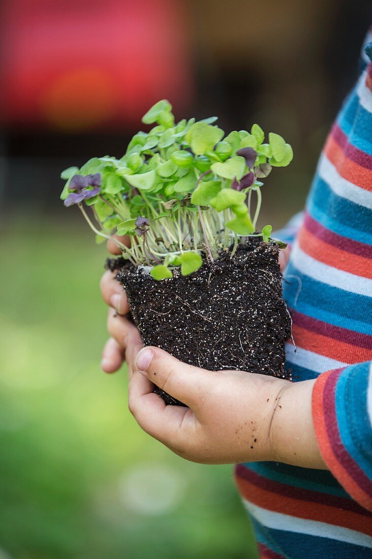 A child holding a basil plant