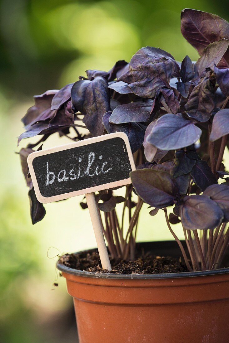 Purple basil in a flower pot with a label