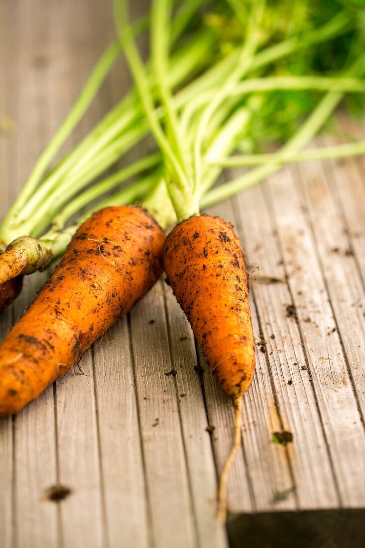 Freshly harvested carrots on a wooden surface