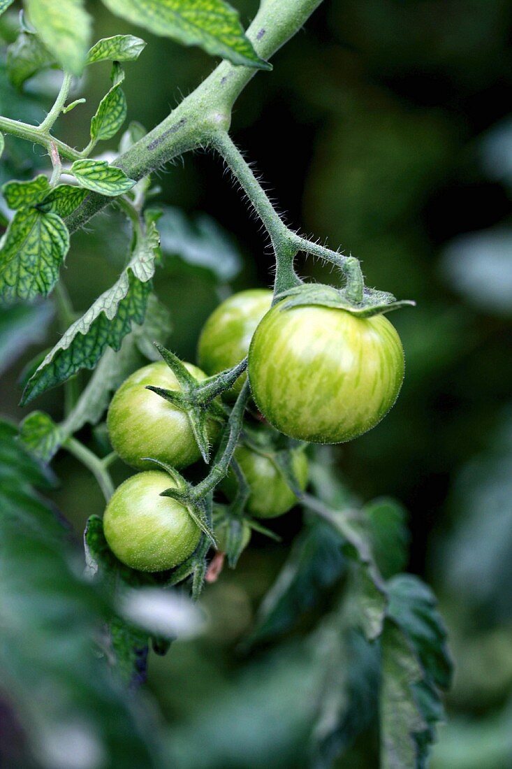 Green vine tomatoes on the plant