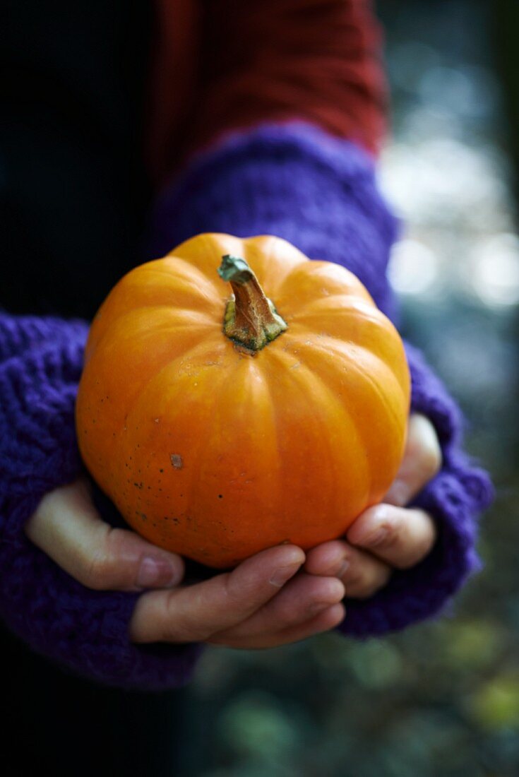 Hands holding a small pumpkin