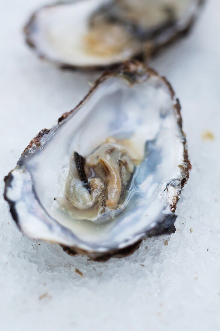 Fresh oyster in its shell
