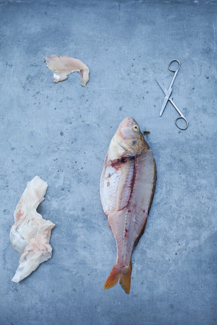 A fresh whitefish with a pair of scissors