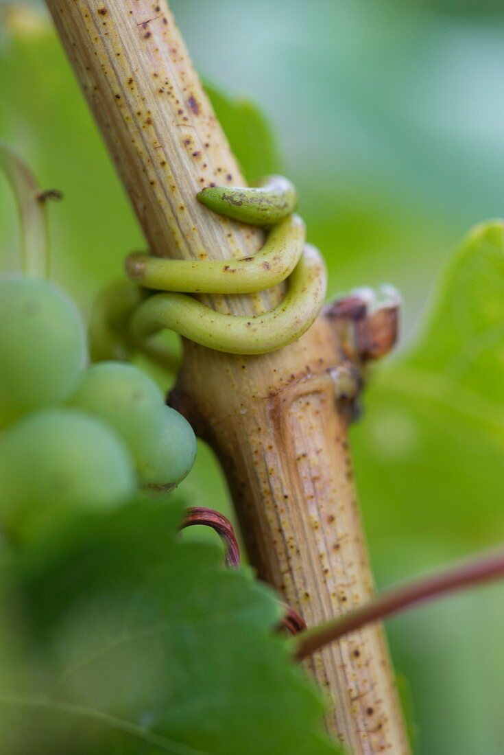 A Riesling vine