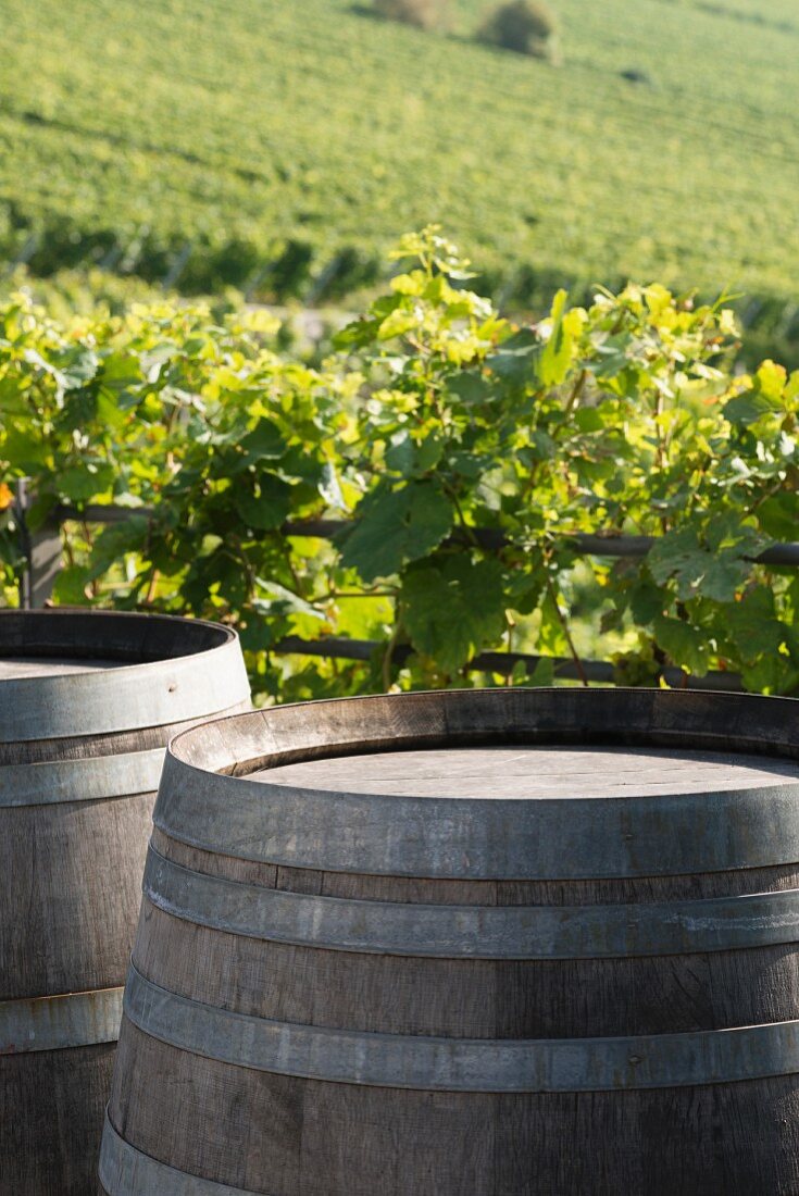 Barrels of wine with a vineyard in the background