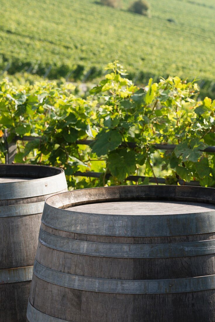 Weinfässer vor grossem Weinberg