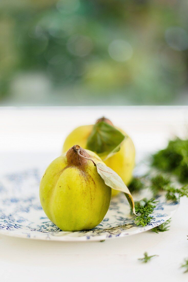 Quinces on a plate in front of a window