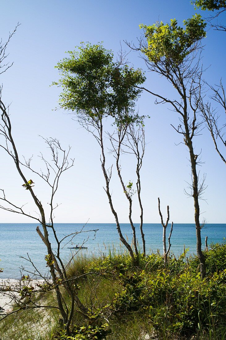 Windswept trees on the Baltic Sea near Darss