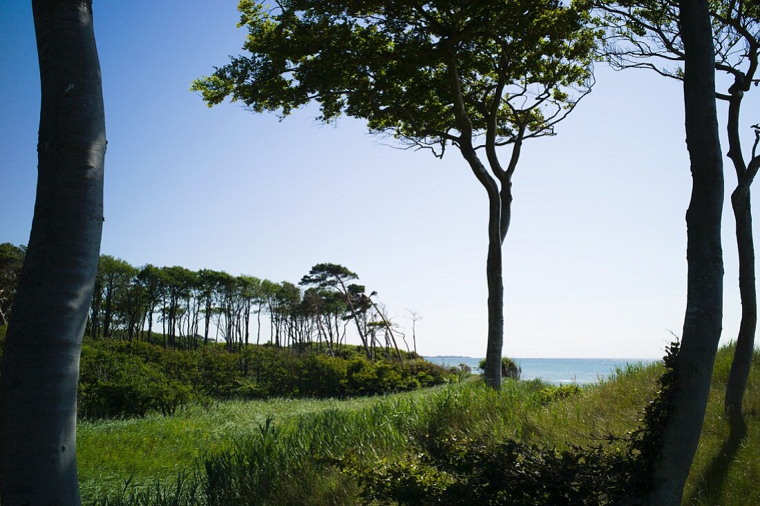 Windswept trees on the Baltic Sea near Darss