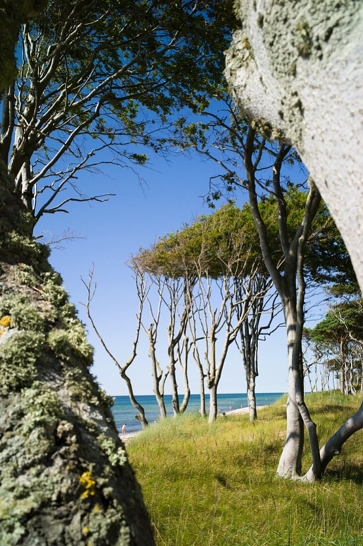 Windswept trees on the Baltic Sea coast near Darss