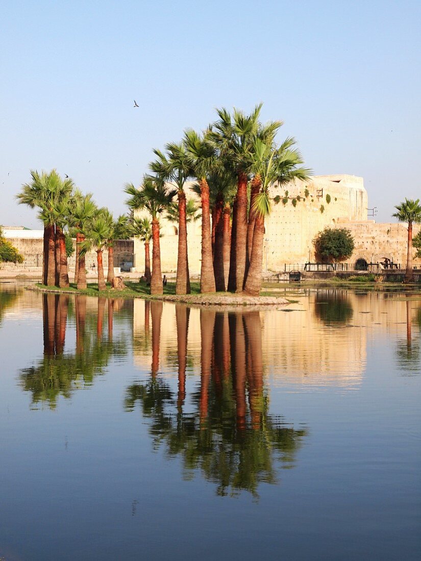 Palm trees reflected in the water in front of the Medina of Fez, one of the four royal cities in Morocco
