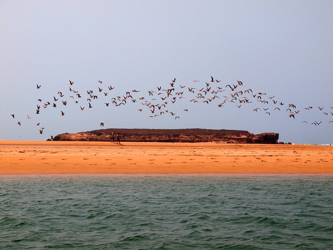 A flock of birds circling over the sandy beach at Oualidia, holiday resort on the Atlantic coast of Morocco