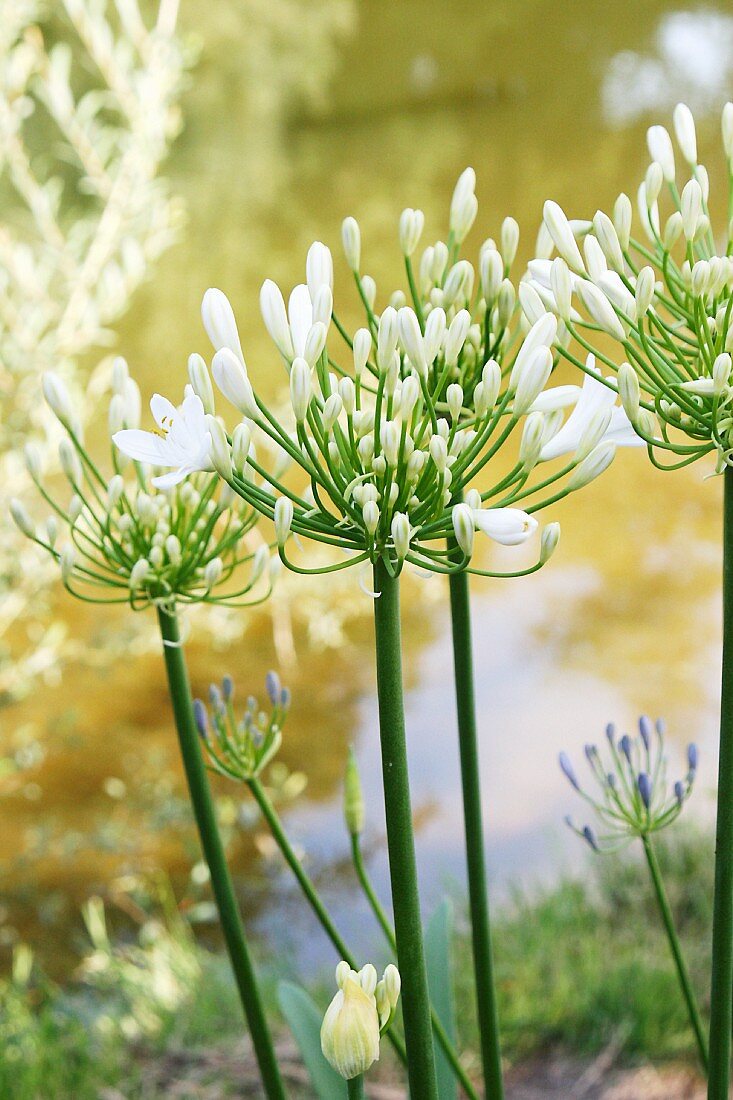 Agapanthus flowers