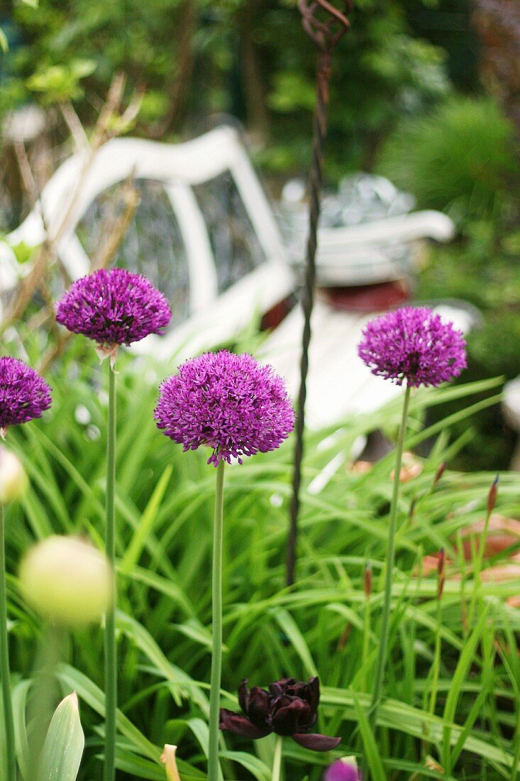 Zierlauchblüten (Allium) im Garten neben Gartenbank