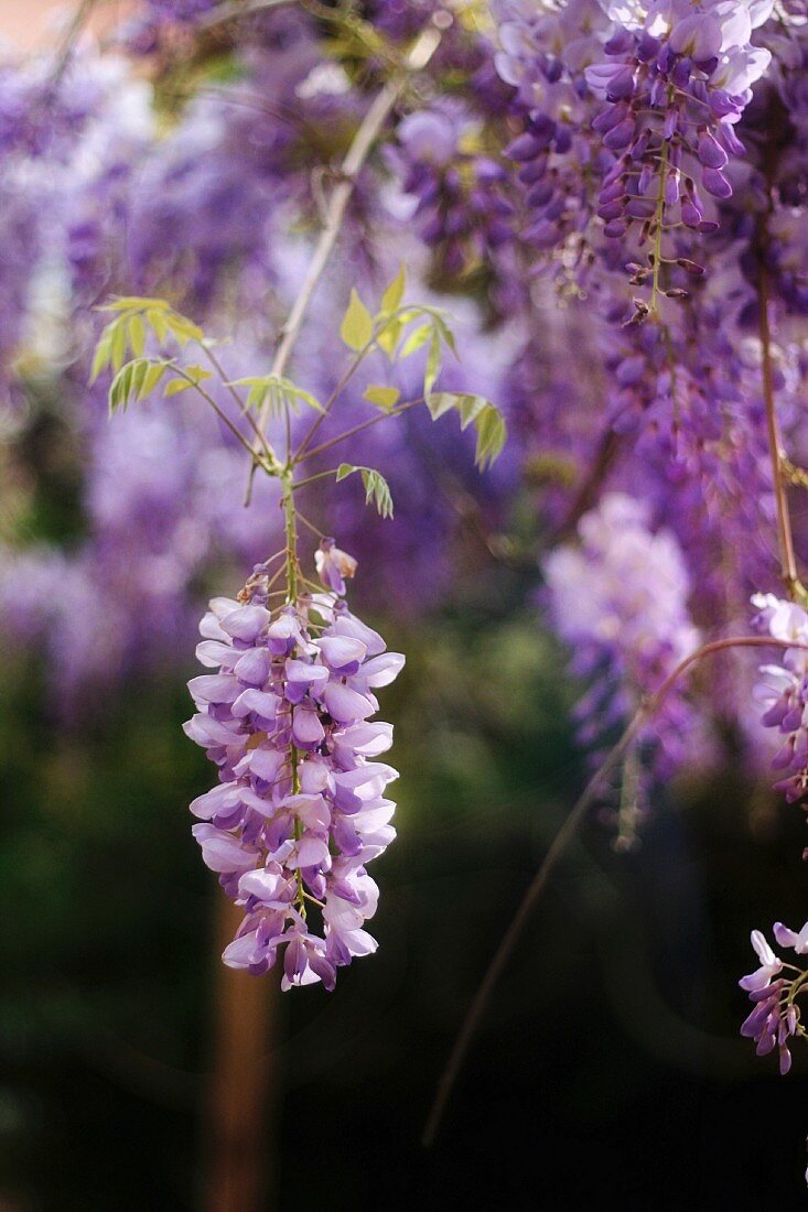 Flowering wisteria