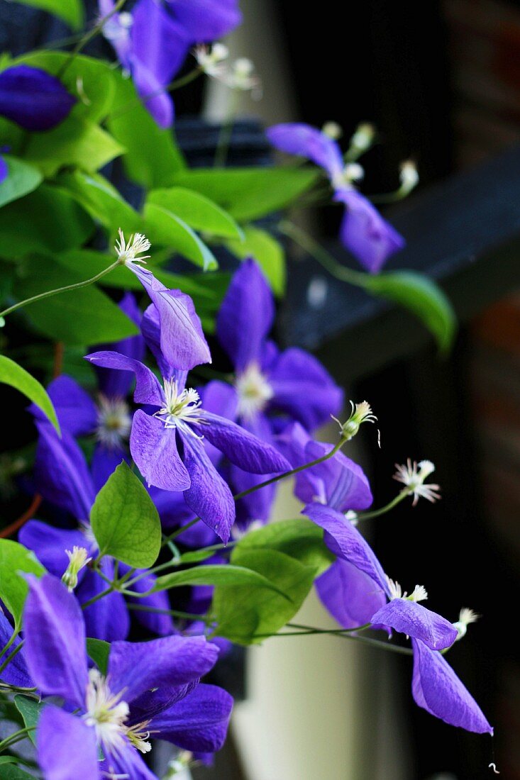 Blau blühende Clematis