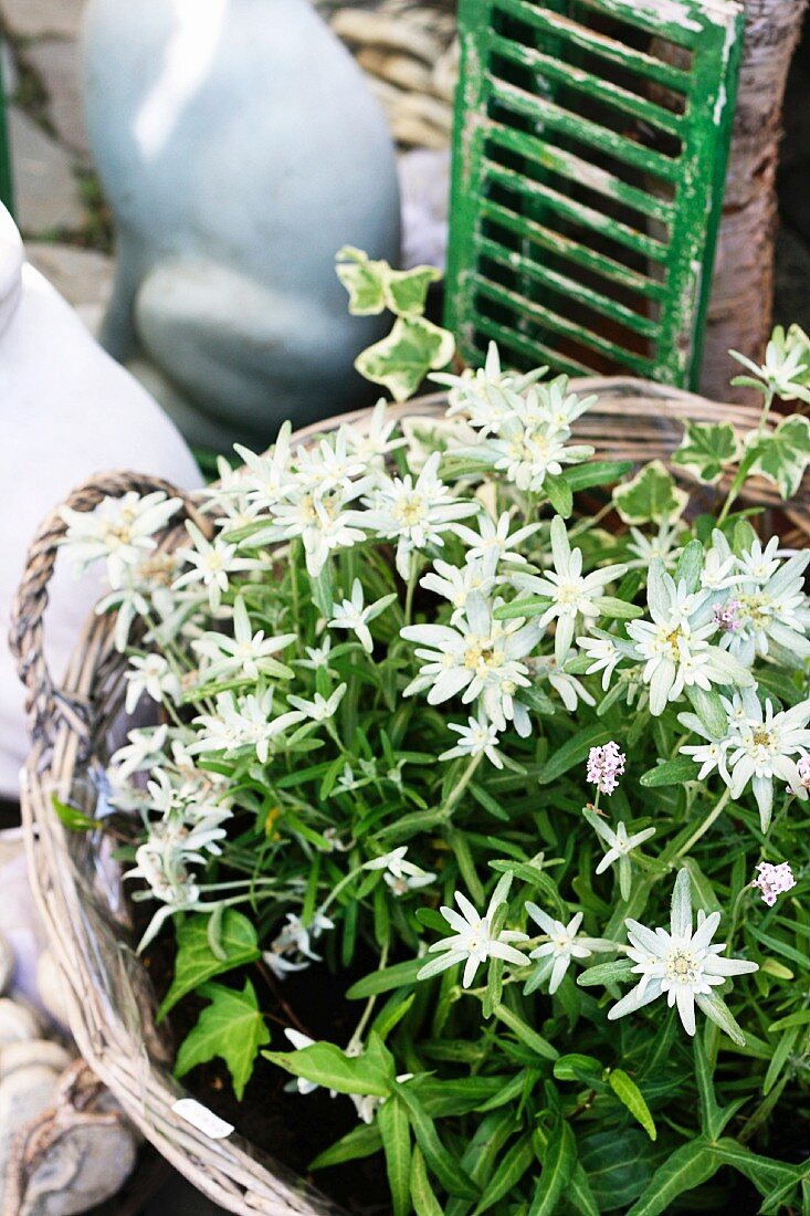 Blühendes Edelweiss in Pflanzkorb