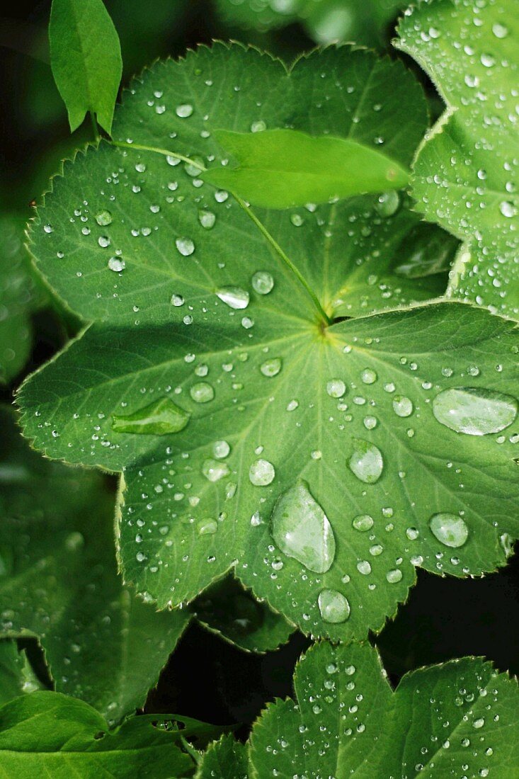 Lady's mantle leaves covered in droplets of dew