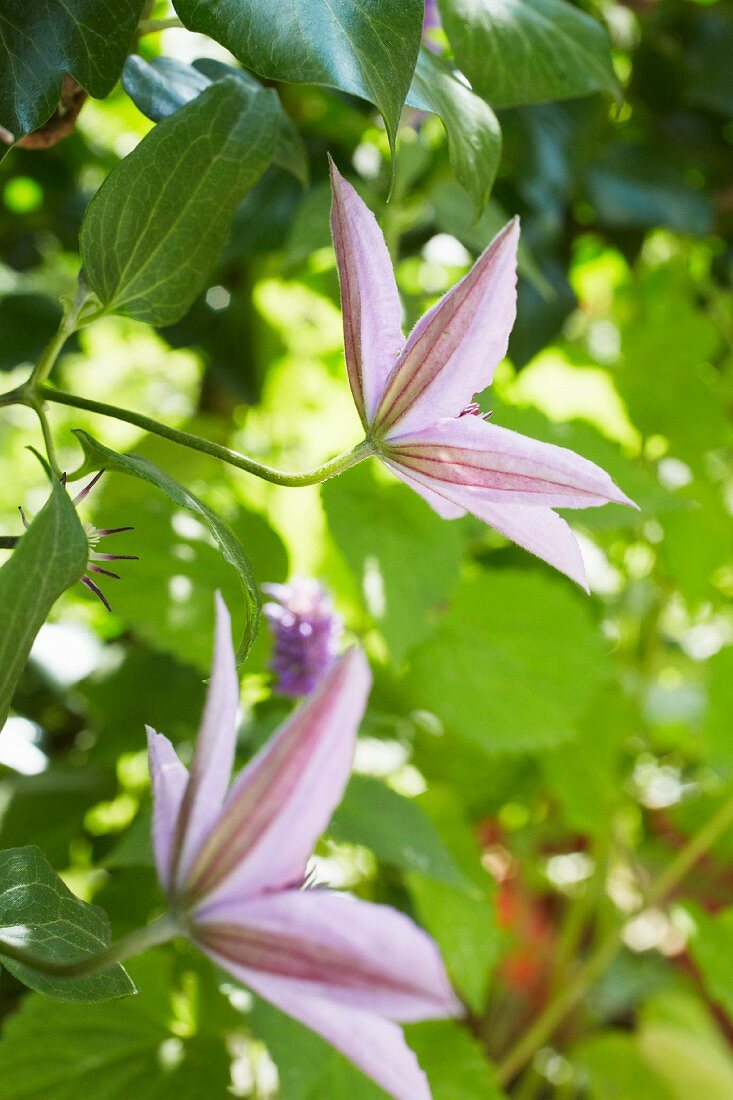 Lila Clematis im Garten