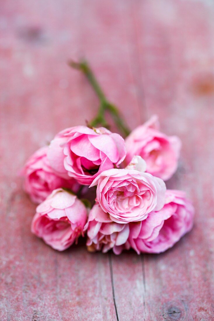 Pink roses on wooden surface