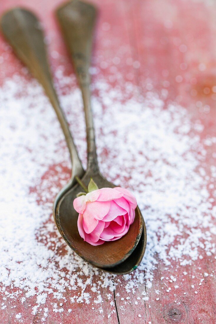 Ein rosa Röschen auf Löffel, umgeben von Puderzucker