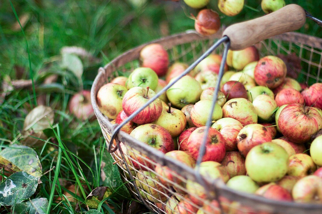 Fresh country apples in a wire basket