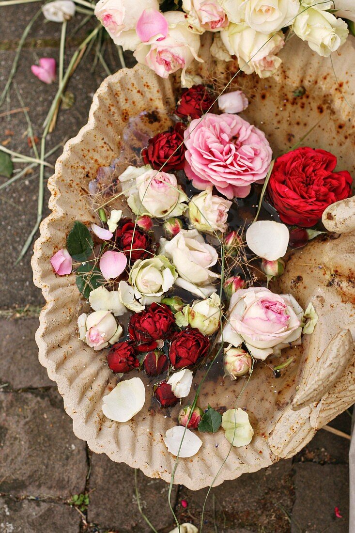 Roses in birdbath